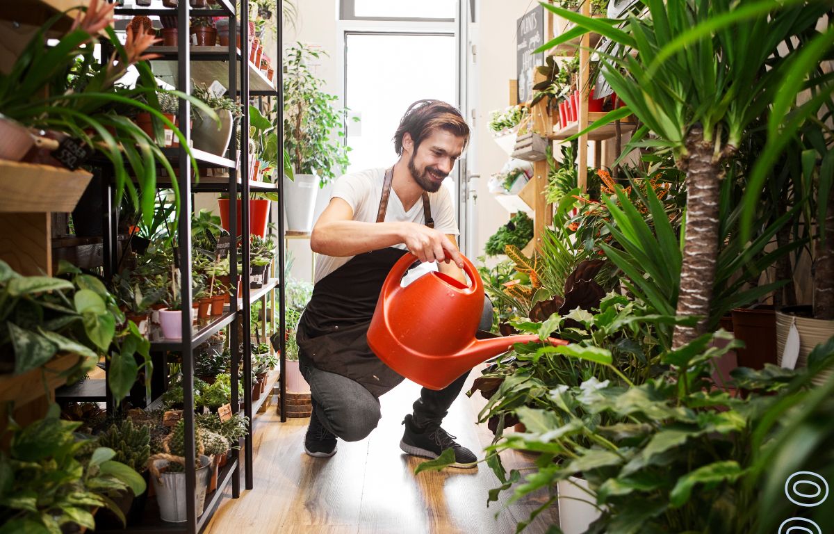 plantas