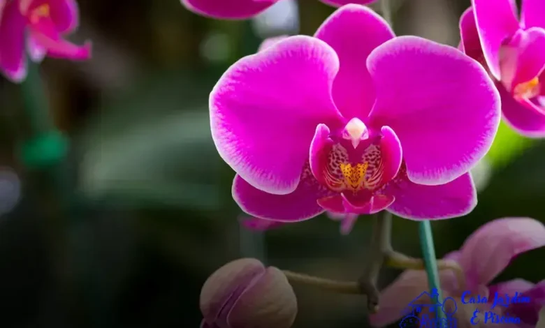 Plante orquídeas e suculentas