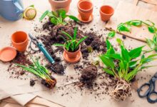 propagação de plantas