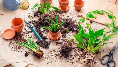 propagação de plantas