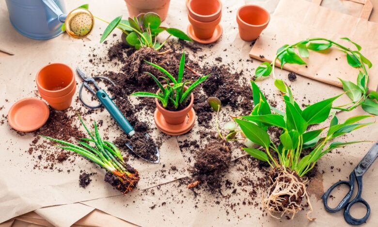 propagação de plantas