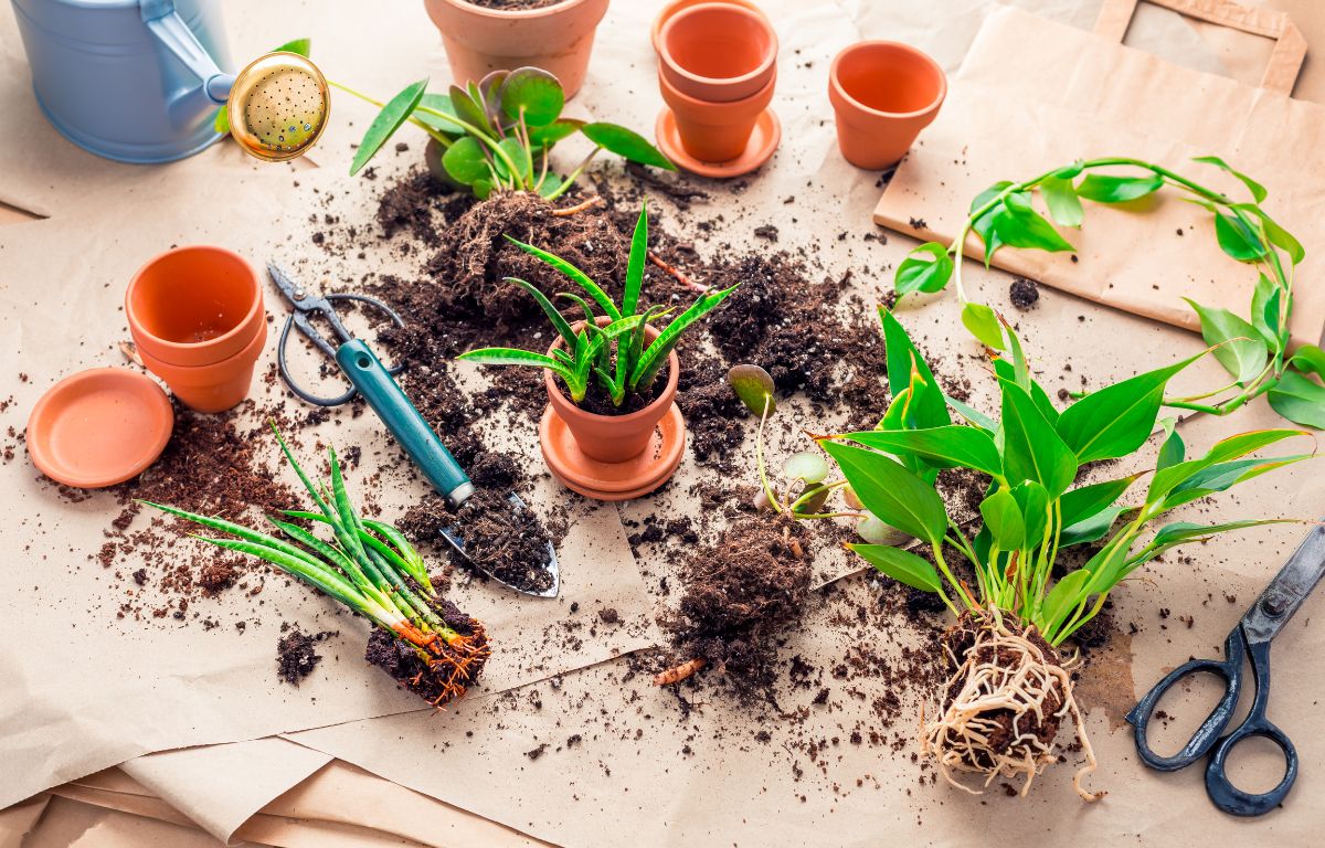 propagação de plantas