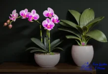 Tipos de orquídeas do mato