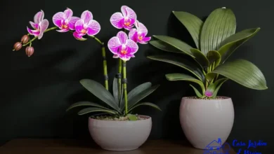 Tipos de orquídeas do mato