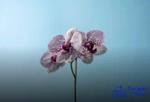 Vespas nas orquídeas