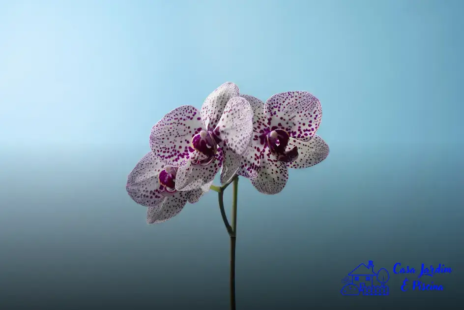 Vespas nas orquídeas