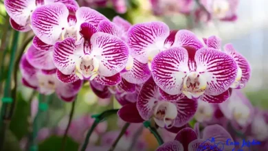 vinagre nas orquídeas