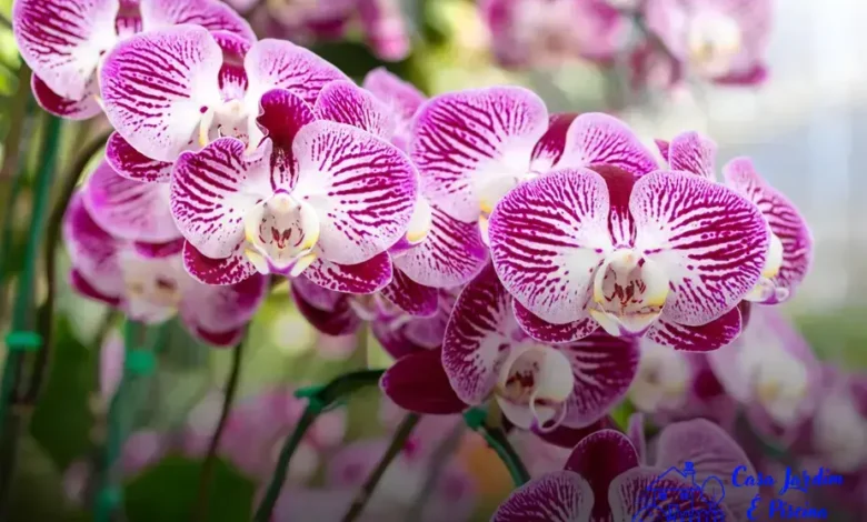 vinagre nas orquídeas