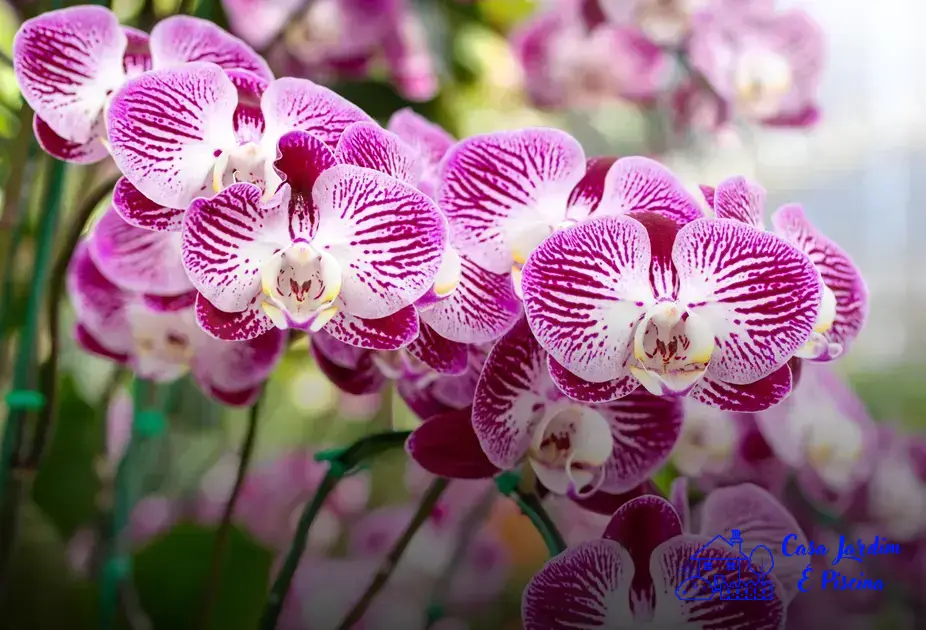 vinagre nas orquídeas