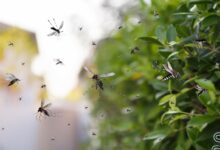 Mosquitos