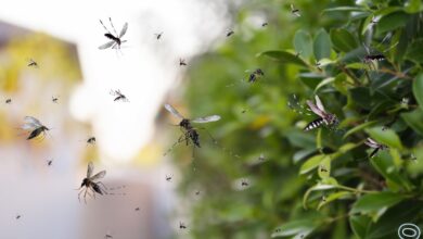 Mosquitos