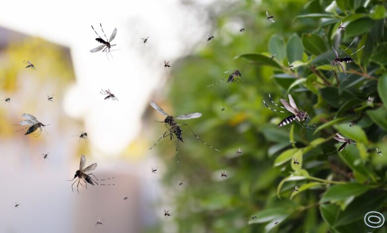 Mosquitos