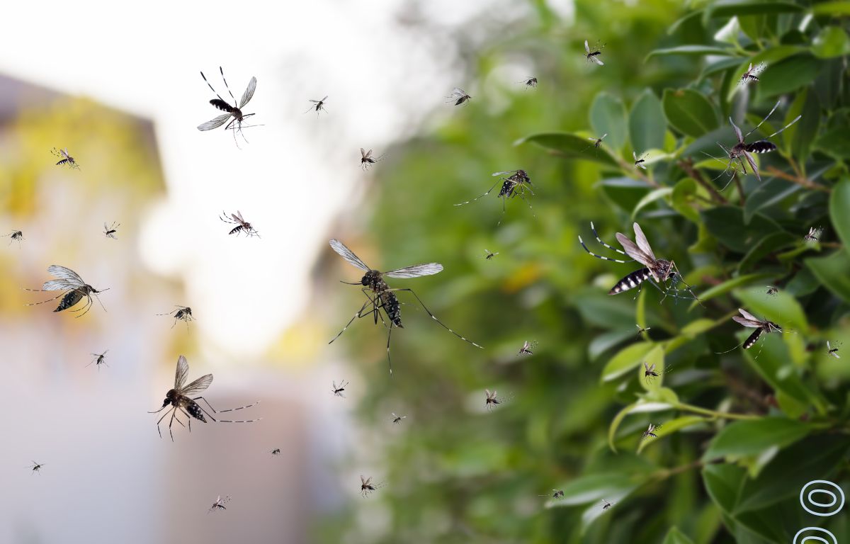 Mosquitos