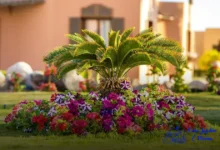 Suculentas: 5 cuidados