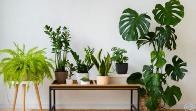 Plantas de Interior