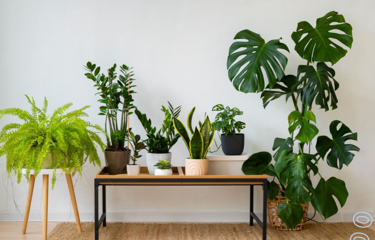 Plantas de Interior