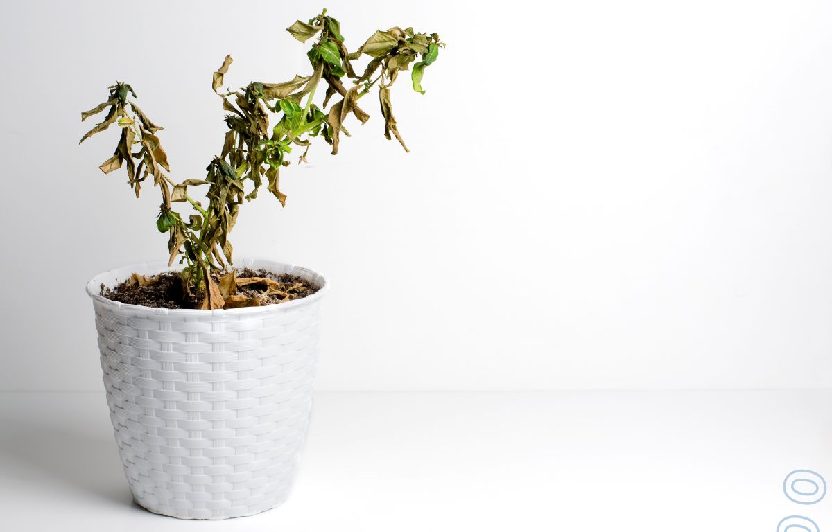 planta adormecida