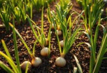 Plantar Cebola de Cabeça